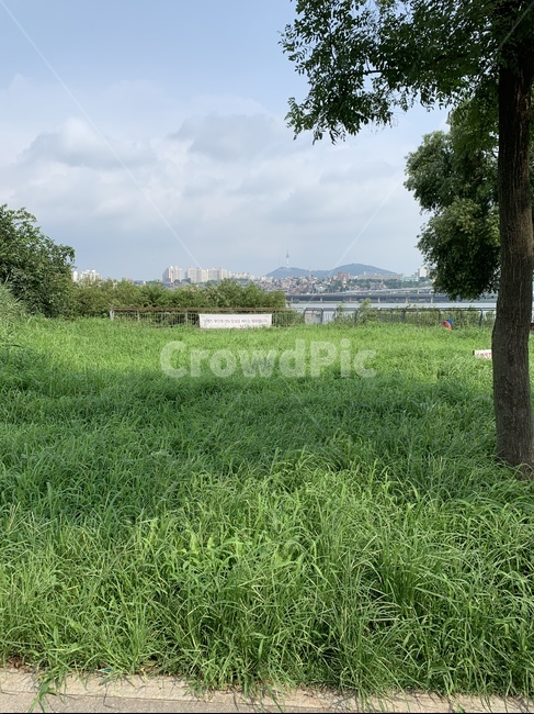 식물,grass,잔디,풍경,날씨,자연,풍경,nature,landscape,plant