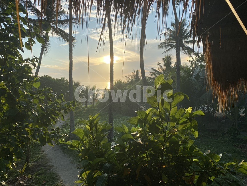 sunrise,dawn,morning,forest,beach,휴향지,낙조,아침,새벽,숲,길,자연,풍경,nature,landscape