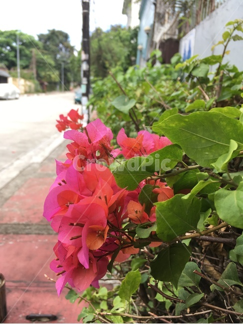 꽃,풍경,거리,필리핀,flower,scenery,street,philippines