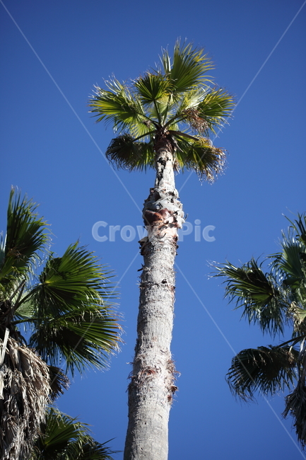 와싱톤야자나무,야자나무,식물,palm,plant,식물,자연,plants,nature,나무,trees,wood