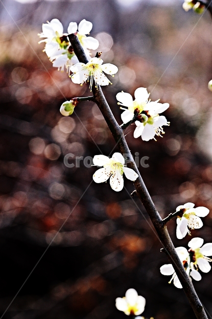 매화꽃,매화,꽃,나무,자연,배경,봄,계절,spring,season,식물,자연,plants,nature,꽃,flower,plant