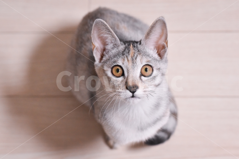 고양이,반려동물,냥이,냥,유기묘,길냥이,애완동물,반려묘,동물,코리안숏헤어,아메리칸숏헤어,믹스냥,kitten,새끼,새끼고양이,아깽이,집사,cat,pet,animals,애묘,묘,애교,동물,animal,고양이,cat,kitten,kitty,포유류,mammal