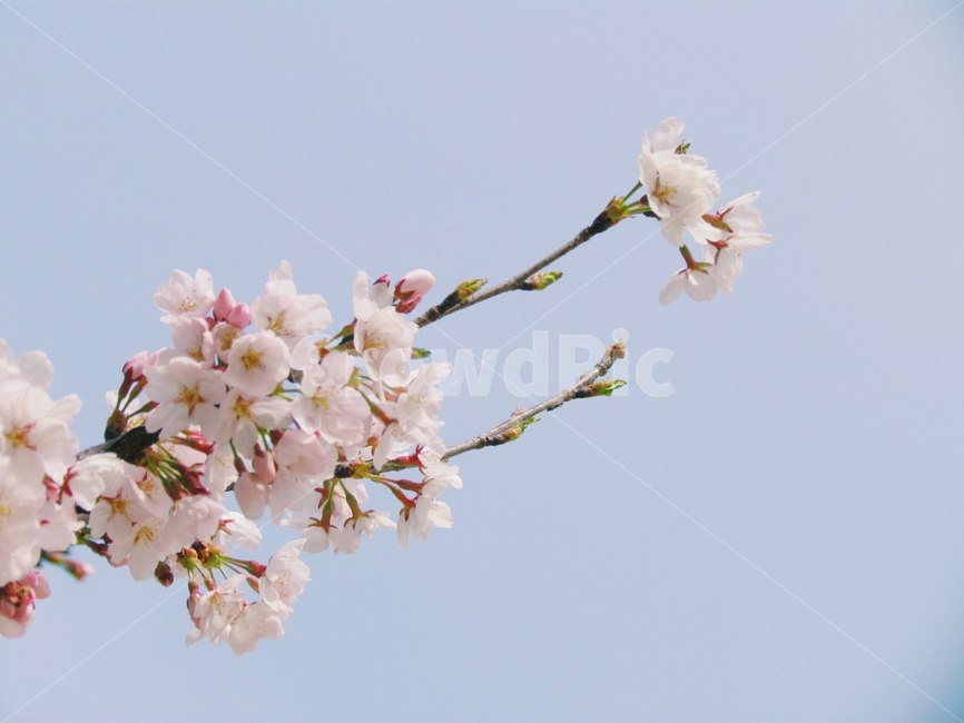봄,벚꽃,cherryblossom,flowers,봄꽃,벚꽃나무,계절,spring,식물,자연,plants,nature,wood,trees,감성,식물,자연,plants,nature,꽃,flower