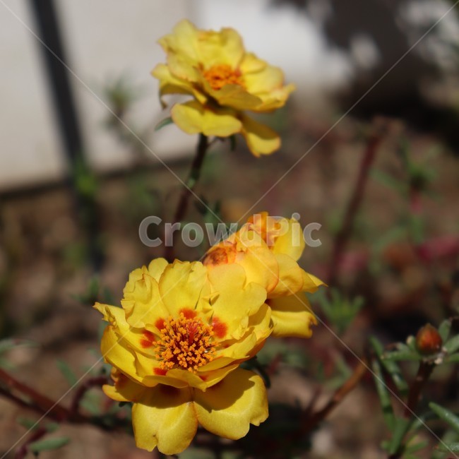 노랑,노란색,꽃,식물,plant,pollen,아름다움,자연,꽃잎,nature,blossom,화분
