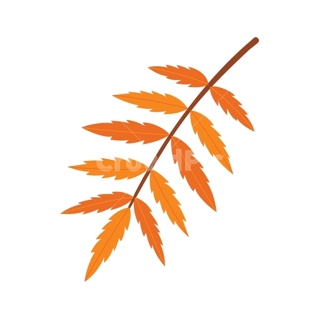 가을,나뭇잎,낙엽,자연,계절,잎,나뭇가지,plant,leaves,autumn,fall,season,design,leaf,illustration,그래픽,디자인,일러스트,일러스트레이션,식물,graphic,식물,자연,plants,nature,그래픽,일러스트레이션,graphic,illustration