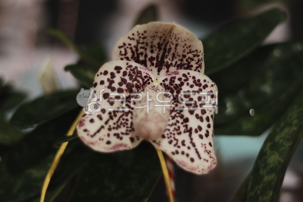 난초,orchid,열대식물난초,plant,식물,꽃,flower,blossom