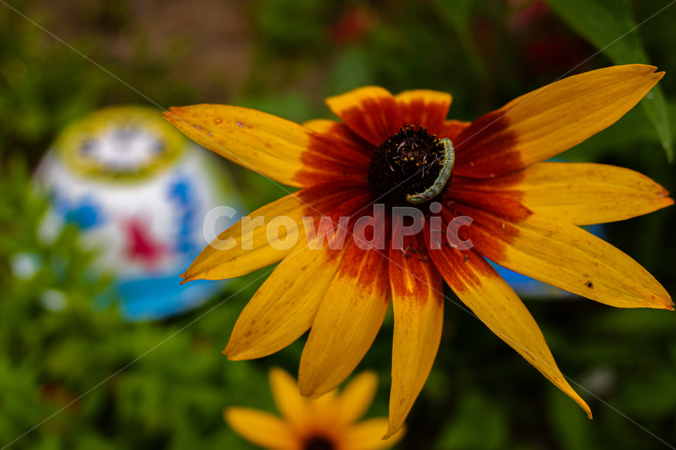 꽃,식물,야생화,정원,자연,flower,flowerhead,nature,애벌래,worm,yellow