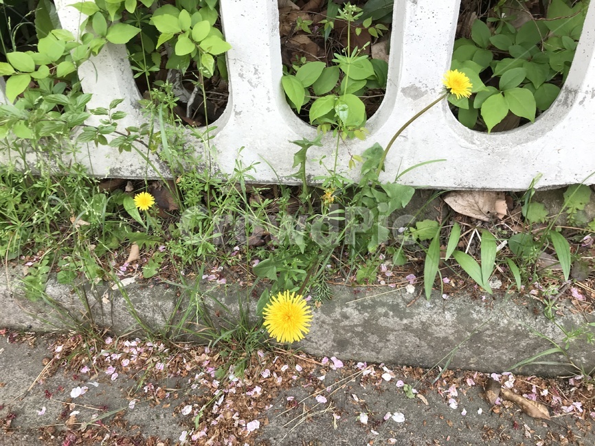 들꽃,꽃,길가,풀,들풀