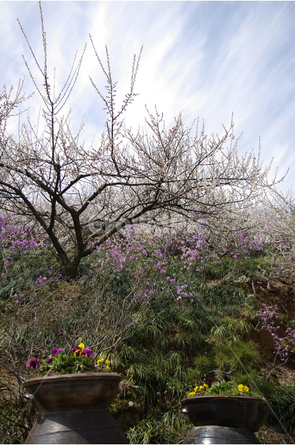 매화,나무,하늘,파란하늘,꽃봉오리,봄,봄날,봄풍경,봄꽃,감성,spring,flower,봄길,산책,봄나들이,식물,꽃,진달래,초록,항아리,한국,봄,계절,spring,season,식물,자연,plants,nature,나무,trees,wood,plant