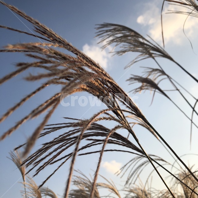 갈대,하늘,구름,억새,reed,가을,계절,fall,autumn,season,grass,잔디,plant,식물,lawn,bird,새,animal,동물