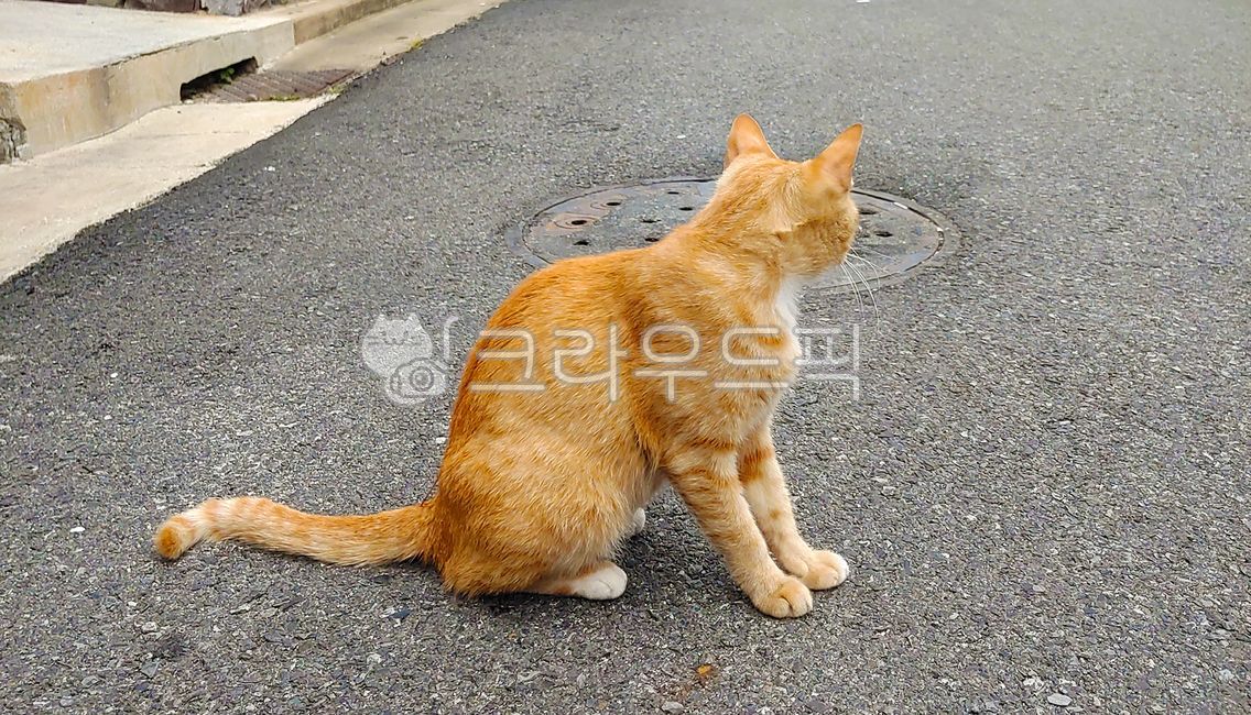 pets,fur,front view,tabby cat,spotted,striped cat,kitten,road,golden,companion cat,emotional photo,pet,back view,roadside,margin,paw,brown,upright,seat,meow,background,peace,cuteness,cat fur,animal,whisker,manhole cover,pattern,cute,eyes,kitty,peaceful,sl
