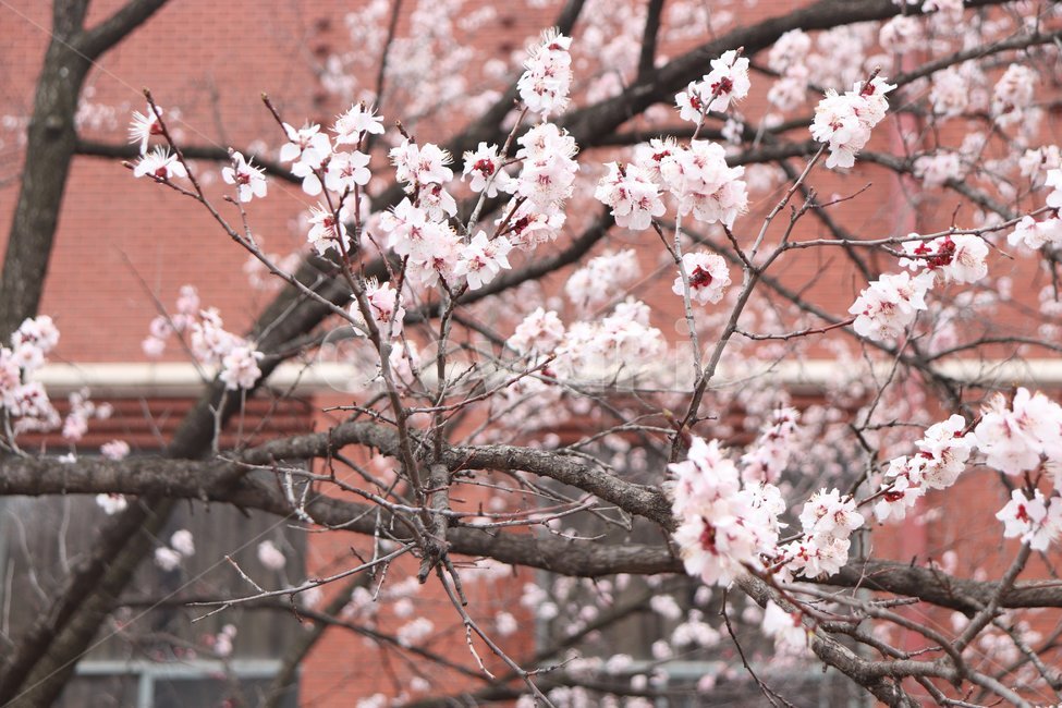 봄,꽃,벚꽃,나무,flower