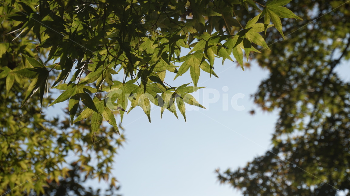 가을,단풍,초록,나뭇잎,숲,자연,풍경,가을,계절,fall,autumn,season,식물,자연,plants,nature,leaf,잎,plant,tree,나무