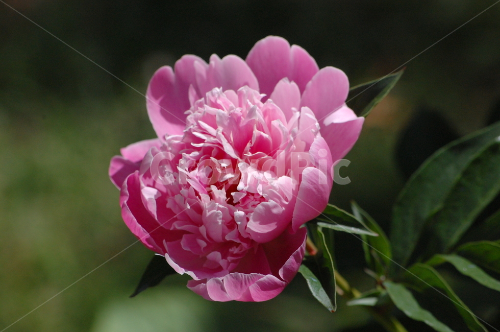 작약,한송이,꽃,꽃송이,분홍,핑크,근접,식물,자연,plants,nature,꽃,flower