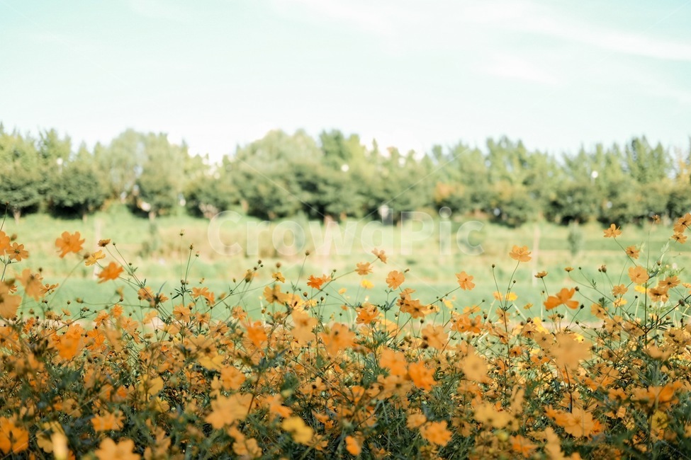 숲속,가을,코스모스,꽃밭,황화코스모스,가을,계절,fall,autumn,season,자연,풍경,nature,landscape,식물,plants,꽃,flower,field,들,outdoors,옥외,grassland,목초지