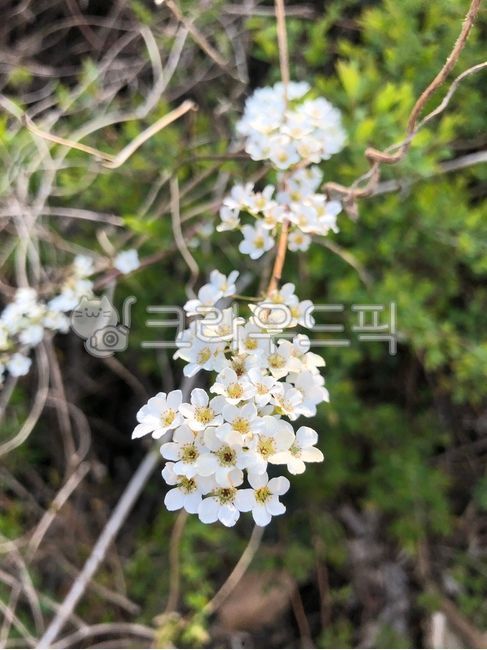 white flower,white flower background,nature,Spring background,small flower,flower,spring flowers,spirea tree,pretty flower,spirea flower,flower background
