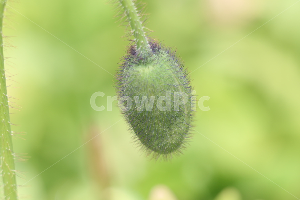 야생화,자연,봉오리,꽃털,식물,줄기,식물,자연,plants,nature