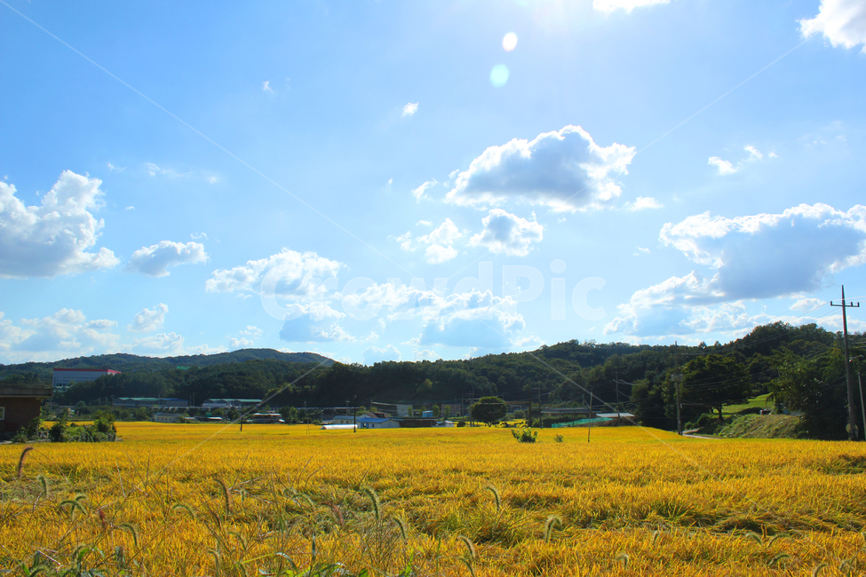 asia,autumn,blue,cloud,clouds,country,countryside,day,fall,farm,farming,field,food,gold,golden,goldenrice,goldenricefield,하늘,구름,파란하늘,시골,농촌,농사,벼농사,벼,쌀,쌀농사,금색,노란색,노란들판,grain,korea,황금색,황금들판,산,전봇대,한국,아시아,가을,이천,경기도,land,landscape,mountain,natural,nature,organic,paddy,plant,rice,ricefield,sky,sunny,village,yellow,road,way,soilroad,sandroad,street,길,도로,시골길,산책로,흙길,스카이,파랑,블루,파란색,흰구름,뭉게구름,먼산,자연,풍경,논,농작물,들판,황금들녘,가을,계절,fall,autumn,season,자연,풍경,nature,landscape,grassland,목초지,들,outdoors,옥외