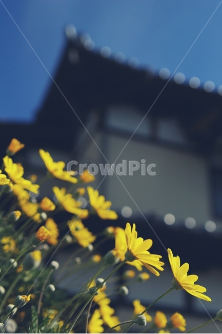 꽃,flower,노랑,yellow,길,골목,alley,봄,spring,식물,자연,plants,nature,꽃,flower,감성,sensible,feeling