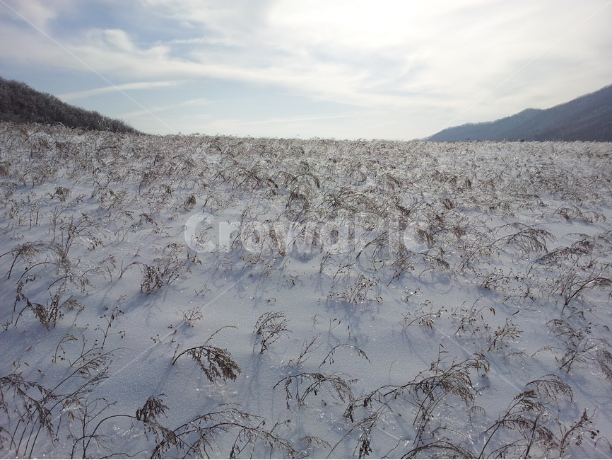 오대산,상고대,설경,눈,겨울,국립공원,겨울,계절,winter,season,자연,풍경,nature,landscape,outdoors,옥외,snow