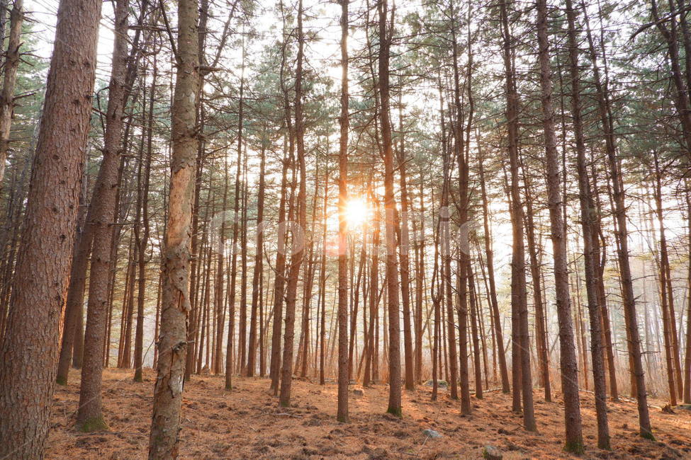 숲,나무,자연,햇살,해질녘,숲속,자연,풍경,nature,landscape,vegetation,초목,plant,식물,forest,woodland,삼림지,tree,outdoors,옥외,land,땅,grove,작은 숲,flare,플레어,light,빛,sunlight,햇빛
