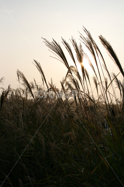 억새,억새풀,가을,하늘,바람,노을,가을,계절,fall,autumn,season,grass,잔디,plant,식물,lawn,reed,갈대