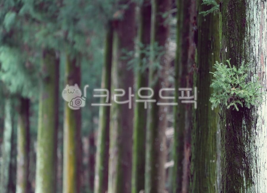 삼나무,삼나무길,길,숲길,힐링,자연,나뭇잎,tree,나무,plant,식물,conifer,구과식물,fir,treetrunk,나무줄기,vegetation,초목,나무,trees,wood