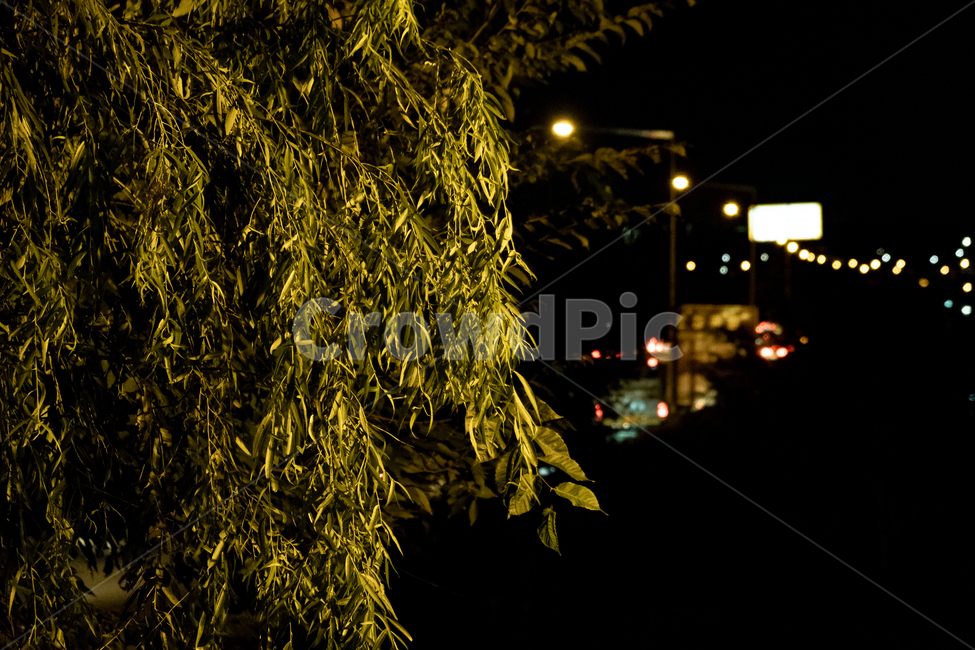 tree,나무,plant,식물,야경,light,night,식물,자연,plants,nature