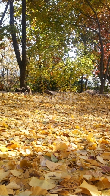 tree,autumn,가을,단풍,낙엽,leaf,은행나무,풍경,scenery,가을,계절,fall,autumn,season,ground,바닥,나무,plant,식물,tree trunk,나무 줄기,잎