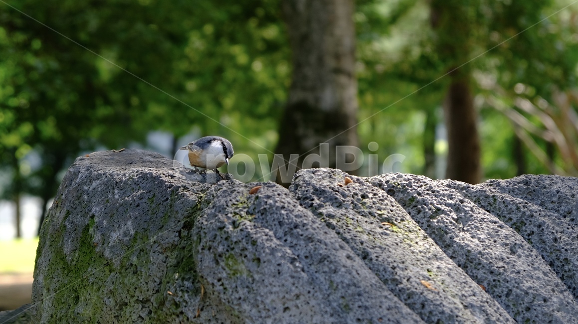 동물,bird,새,작은새,앉아있는새,animal,smallbird,sittingbird,바위,귀여운새,남이섬새,자연,숲,동물친구,공원,나무,자연동물