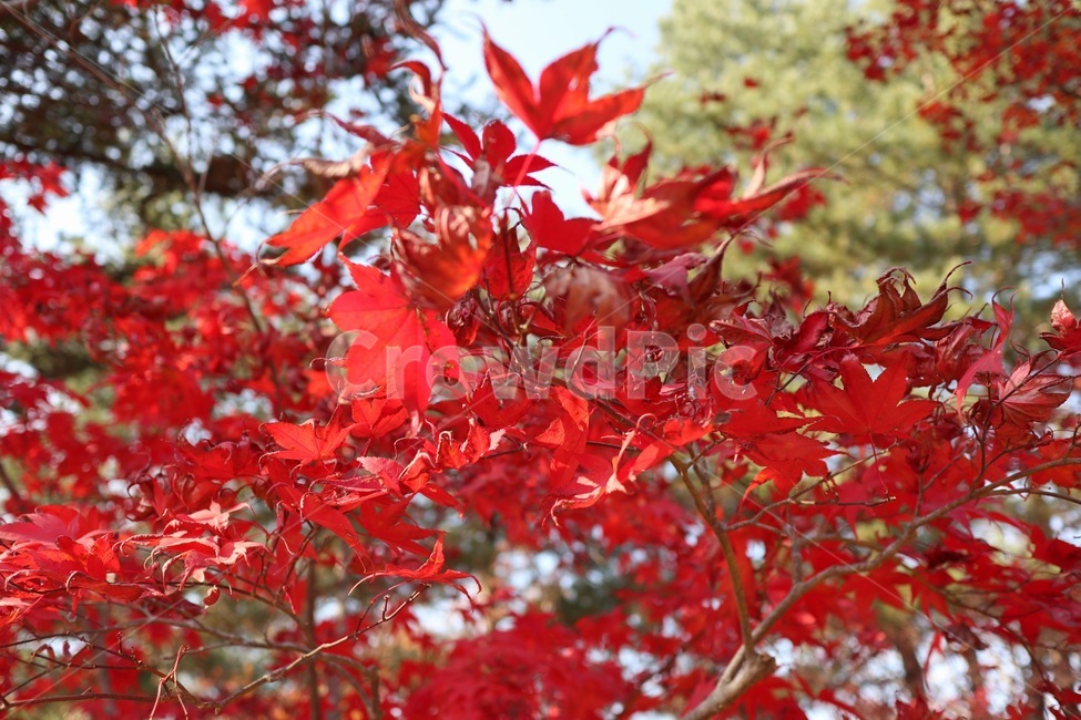 잎,단풍,식물,가을,빨간잎,단풍잎,계절,가을,계절,fall,autumn,season
