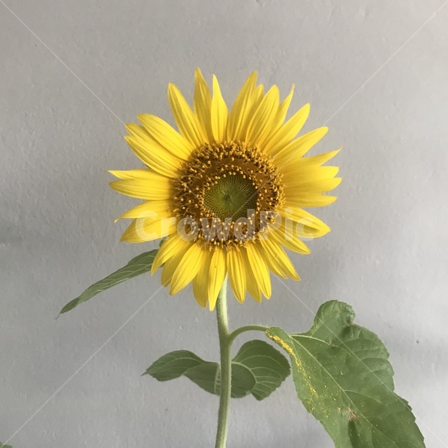 해바라기,여름,꽃,감성,노랑,식물,sunflower,flower,summer,yellow
