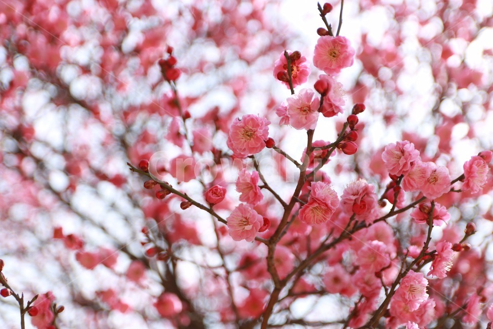 꽃,홍매화,나무,봄,계절,spring,season,식물,자연,nature,flower,봄,계절,spring,season,식물,자연,plants,nature,꽃,flower,plant,blossom