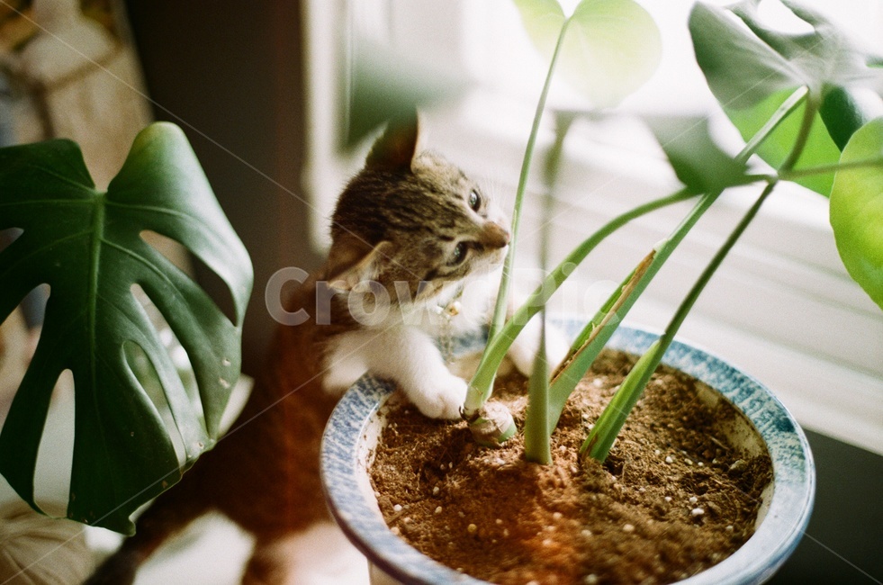 새끼고양이,반려묘,고양이,화분,동물,아름다운,자연,감성사진,필름사진,풍경,흙,한가로운,따뜻한,햇살,가족,cat,식물,자연,plants,nature,동물,animal,포유류,mammal,고양이,cat,kitten,kitty,감성,sensible,feeling