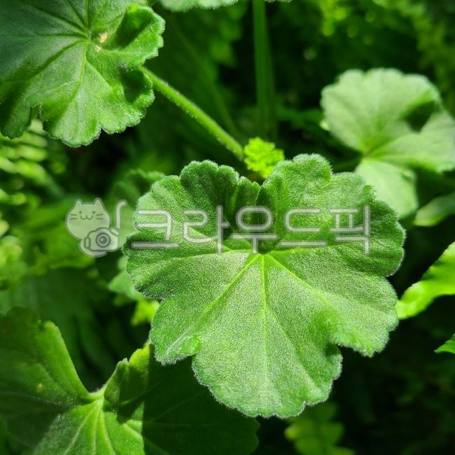 자연, nature, 식물, plant, 허브, 사진,이미지,일러스트,캘리그라피 - huisong작가