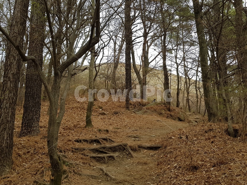 산,봄,산길,나무,자연