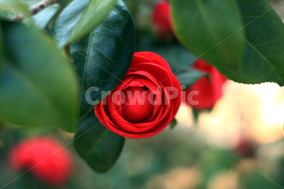 꽃,장미,빨강,초록,봄,풍경사진,꽃사진,예쁜,아름다운,봄,계절,spring,season,식물,자연,plants,nature,꽃,flower,blossom,rose,plant
