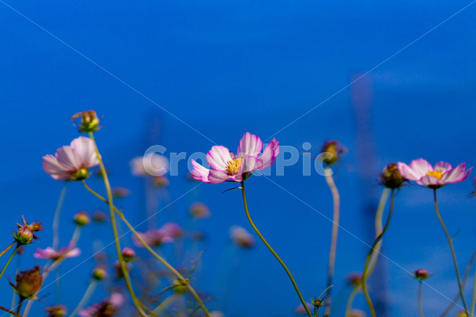 국화,이쁜꽃,꽃,맑은날,가을,가을꽃,식물,자연,plants,nature,꽃,flower