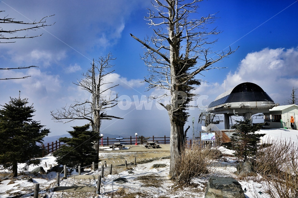 발왕산,주목나무,눈,소나무,구름,겨울,계절,winter,season,자연,풍경,nature,landscape,tree,나무,plant,식물,fir,전나무,rural,농촌,building,건물,outdoors,옥외