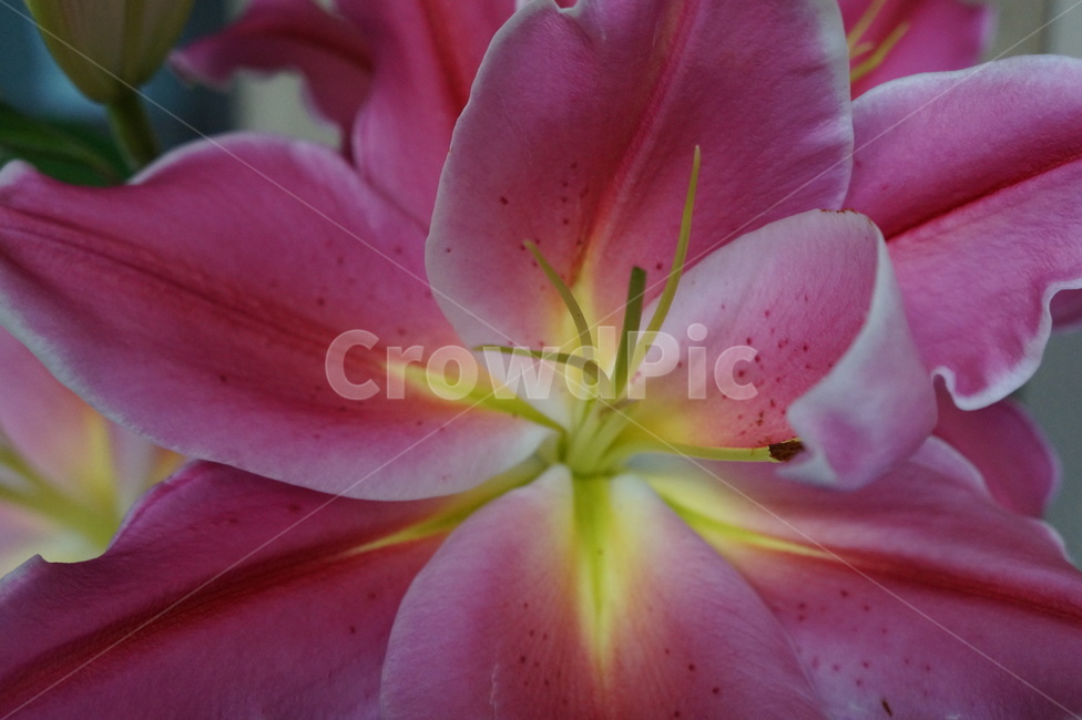 plant,식물,flower,꽃,blossom,백합,lily,식물,자연,plants,nature,꽃,flower