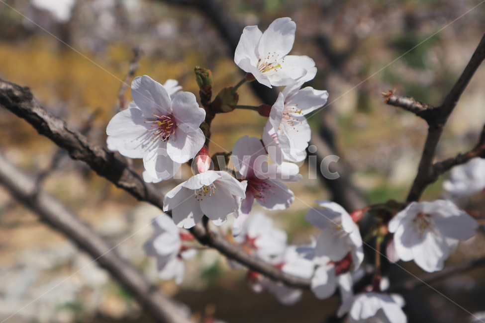 봄,벚꽃,꽃,spring,계절,시즌,season,자연