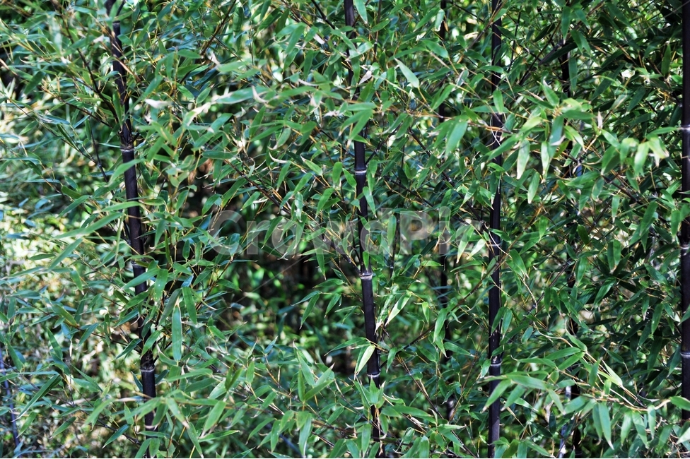 대나무,검은대나무,오죽,대숲,산,숲,약용식물,식물,자연,plants,nature,나무,trees,wood