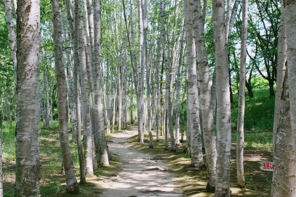 자작나무,숲,식물,나무,여름풍경,산책,여름숲