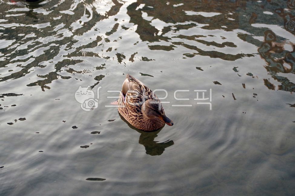 Birds,water,pair,wild birds,seoul,duck,bird,wildbird,Bulgwangcheon,River,animal,river