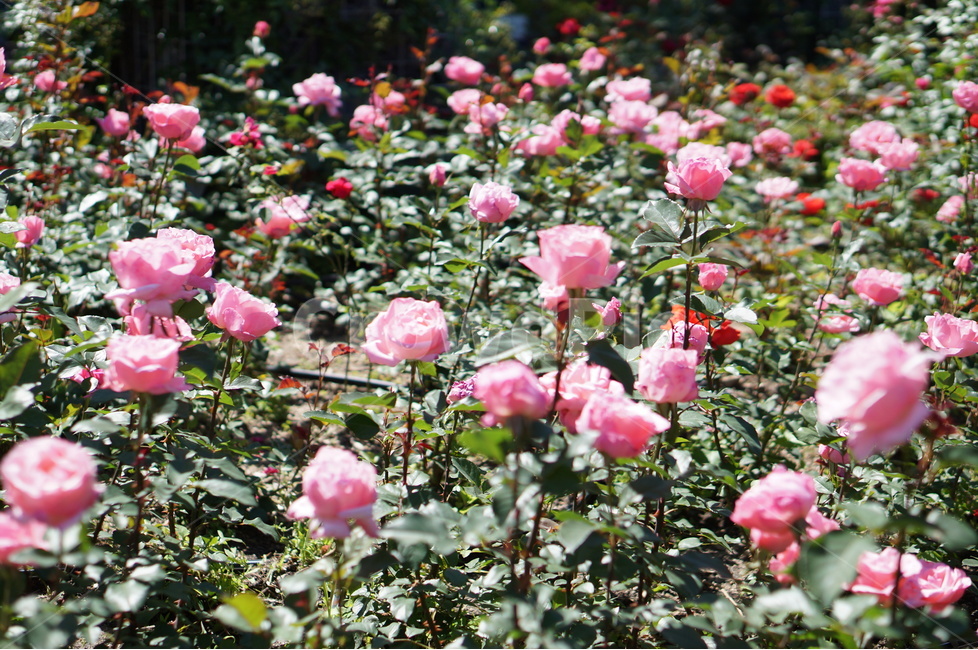 장미,5월,핑크,풍경,꽃,빛,식물,자연,plants,nature,꽃,flower