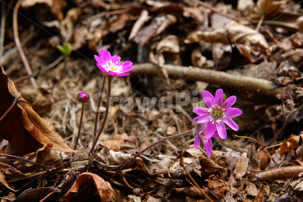 노루귀,야생화,홍노루귀,봄,숲,식물,자연,plants,nature,꽃,flower