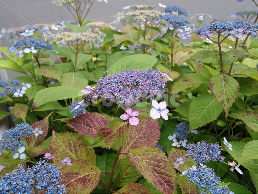 가을,꽃,산,보라색,흰색,식물,자연,plants,nature,꽃,flower