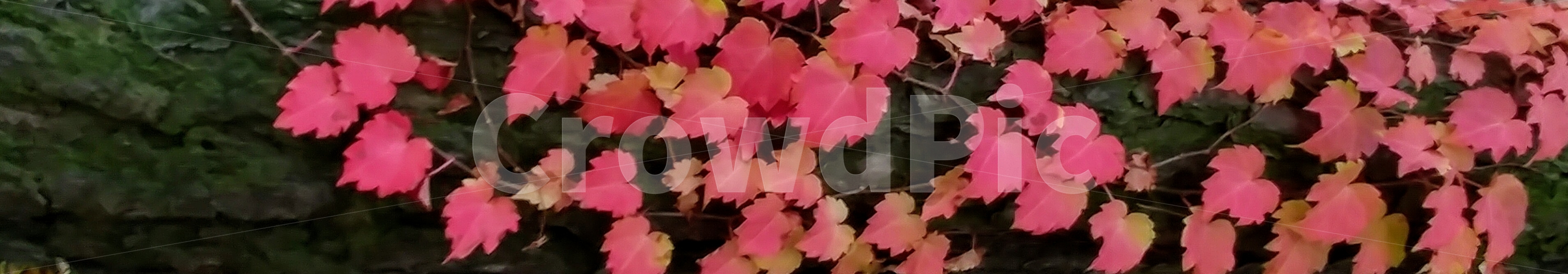 은행잎,나무,가을,꽃색,이끼,가을,계절,fall,autumn,season,식물,자연,plants,nature,leaf,잎,plant