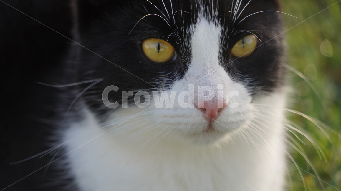 고양이,길고양이,고양이얼굴,cat,애완고양이,검정고양이,동물,animal,포유류,mammal,고양이,cat,kitten,kitty