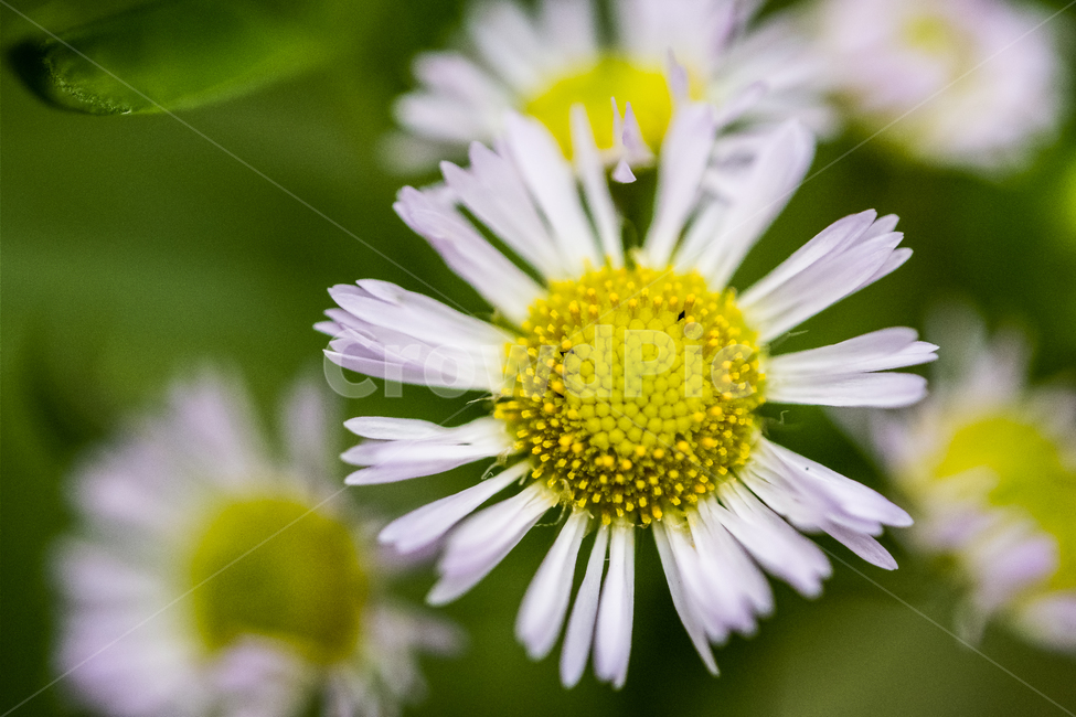 plant,식물,flower,daisies,daisy,꽃,blossom,데이지,식물,자연,plants,nature,꽃,flower